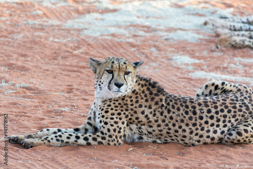 Lazy Cheetah (Gepard).