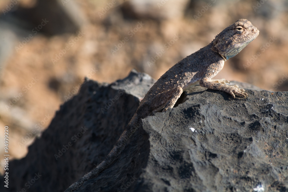 Reptile. Reptile.