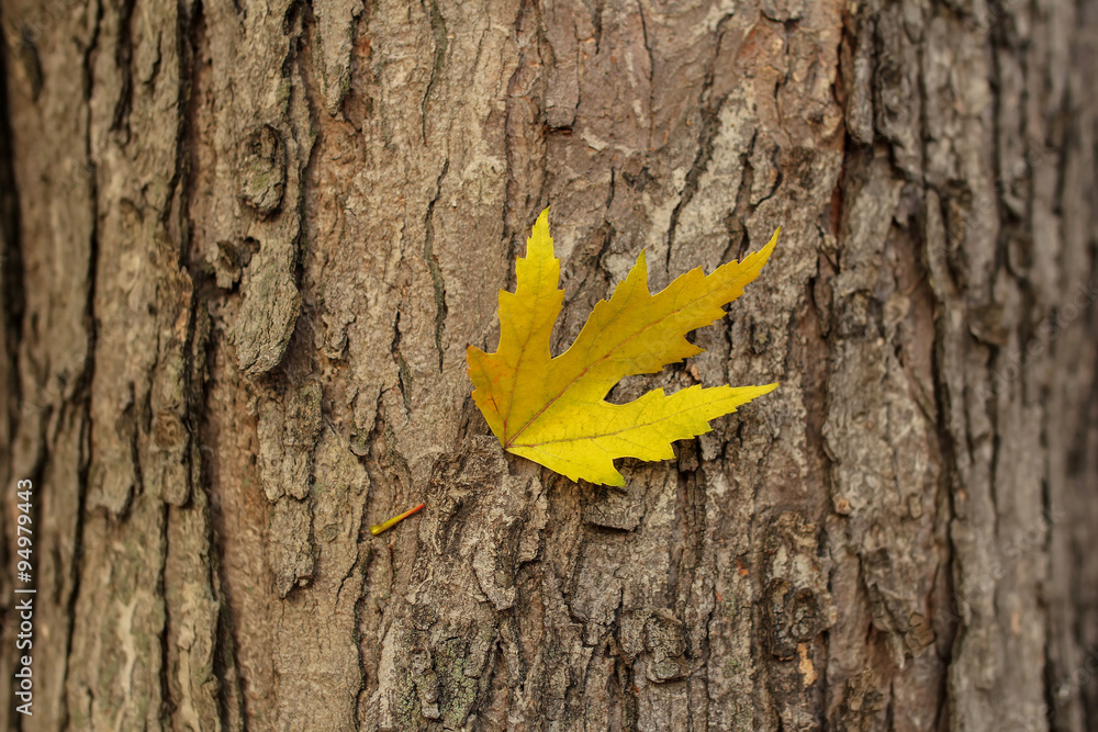 yellow leaf on tree trunk