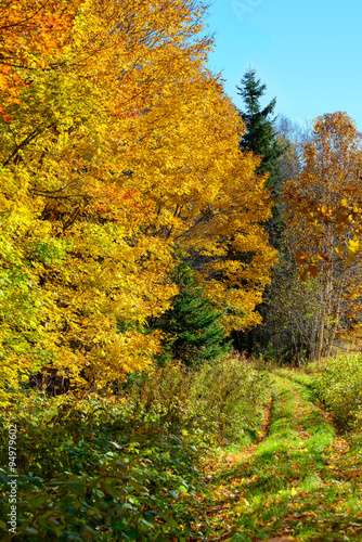 Fall colors, brilliant colored trees and overgrown dirt path