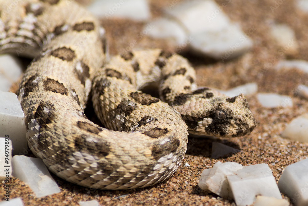 Obraz premium puff adder in the desert.