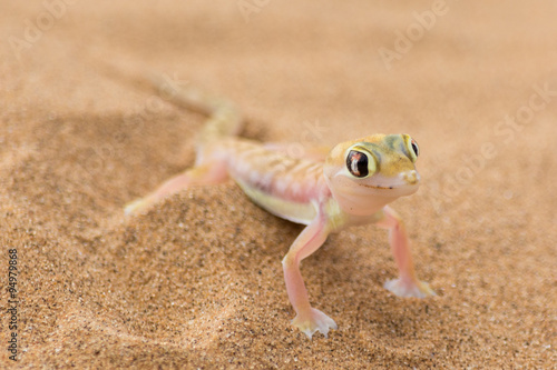 Desert Gecko.