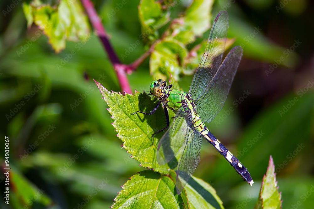 Fototapeta premium Eastern Pondhawk Dragonfly