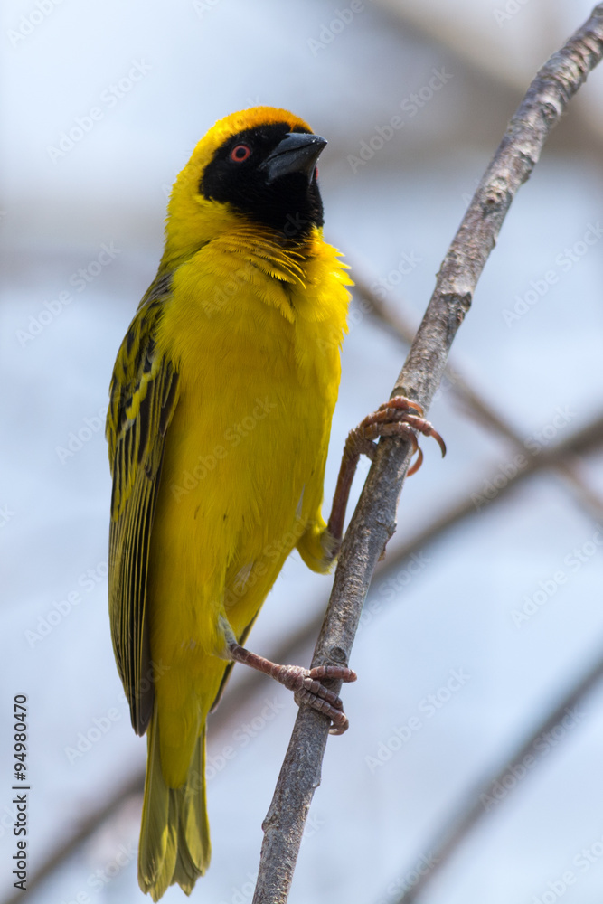 Fototapeta premium Yellow weaver bird.