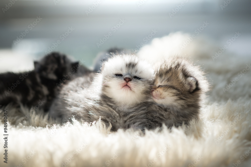 Fototapeta premium newborn kitten lying