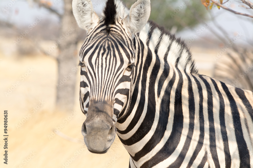 Fototapeta premium Zebra Portrait.
