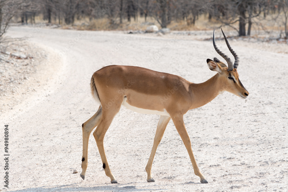 Obraz premium Blackfaced Impala on gravel road.