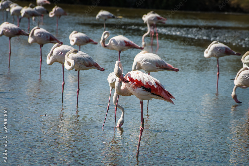 Fototapeta premium Pink Flamingo (Phoenicopterus ruber) in Camargue, France