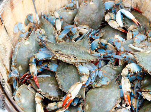 Color DSLR image of a bushel of blue claw crabs (callinectes sapidus) in horizontal orientation