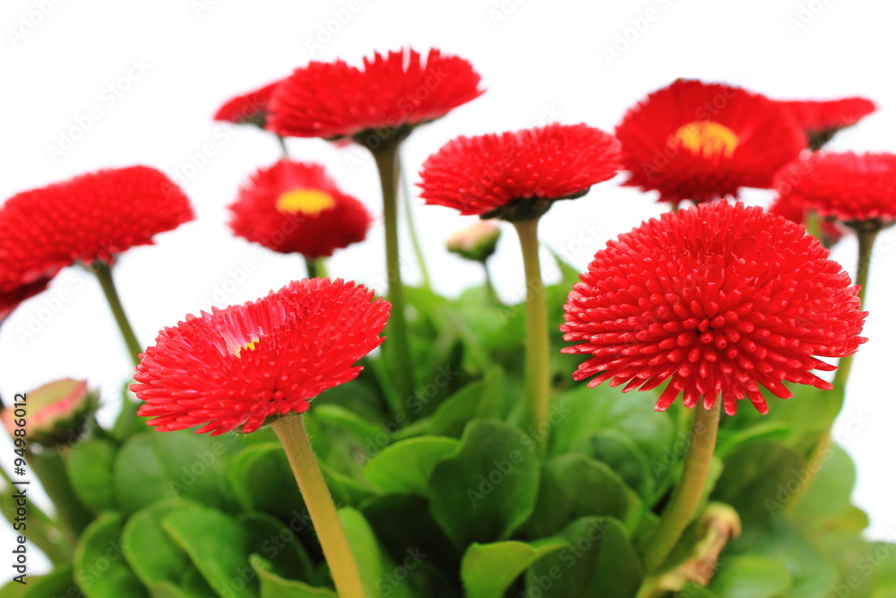 Obraz premium Red daisies on white background