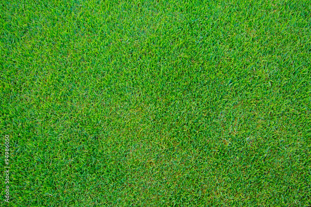 Fototapeta premium grass background.