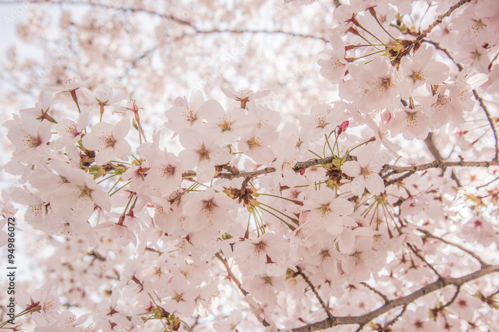 さくら SAKURA さくら SAKURA