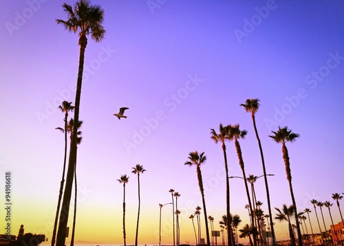 Beautiful sky with trees and a single flying bird