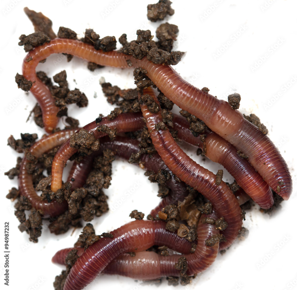 Worms on a white background Worms on a white background