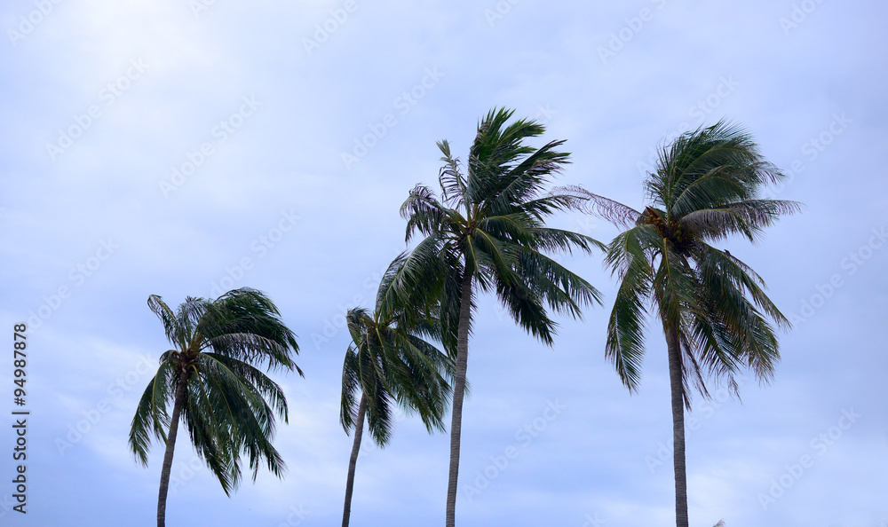 Obraz premium palms at hurricane