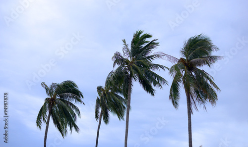palms at hurricane