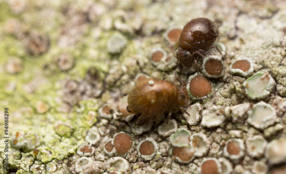 Globular springtails, Sminthuridae on lichen