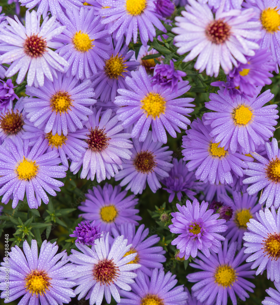 purple asters with dew purple asters with dew