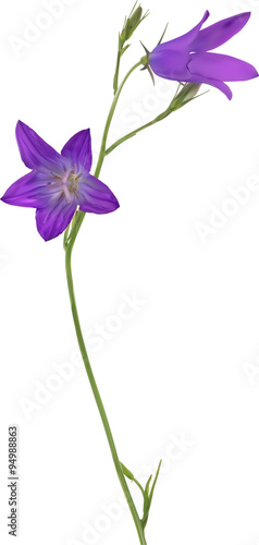 illustration with lilac Spreading bellflower on white