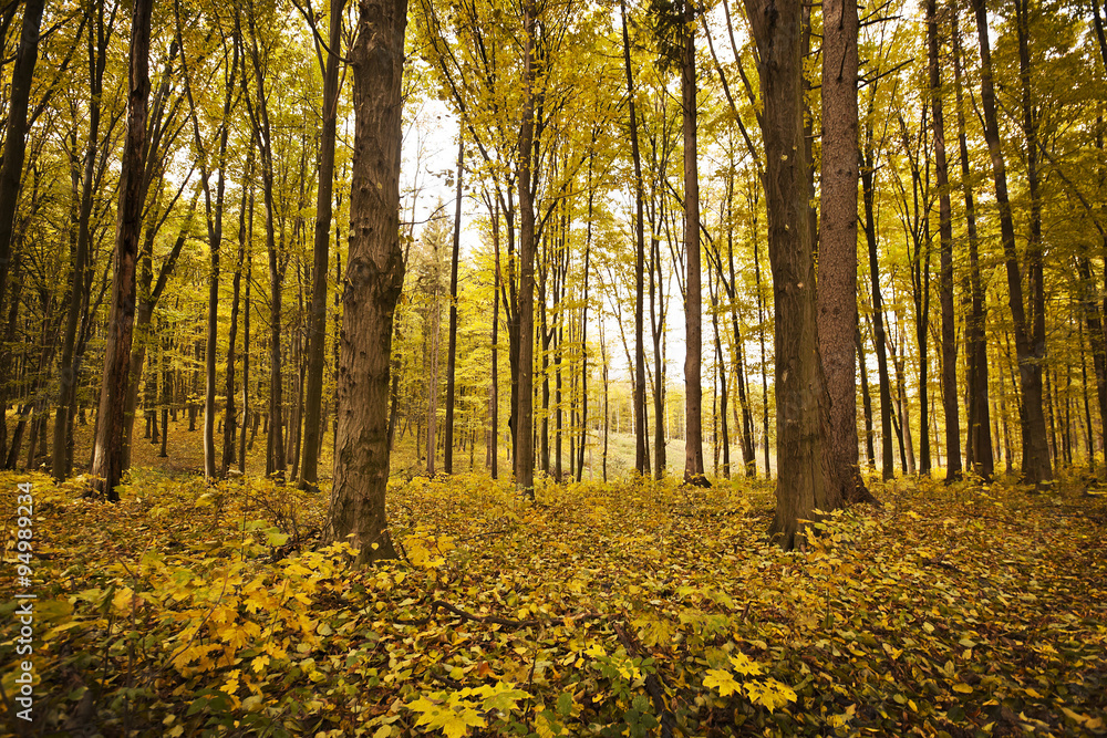 Fototapeta premium Forest