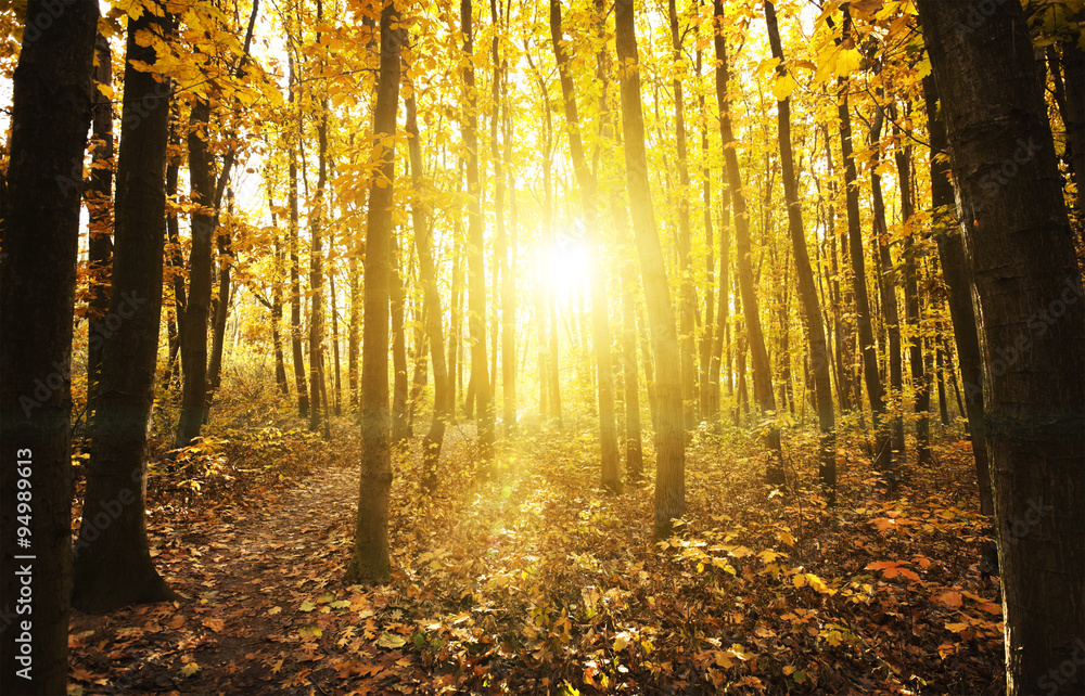 Obraz premium Forest