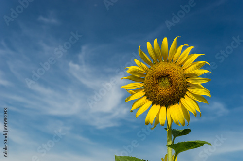 Sunflower and Sky background in Thailand