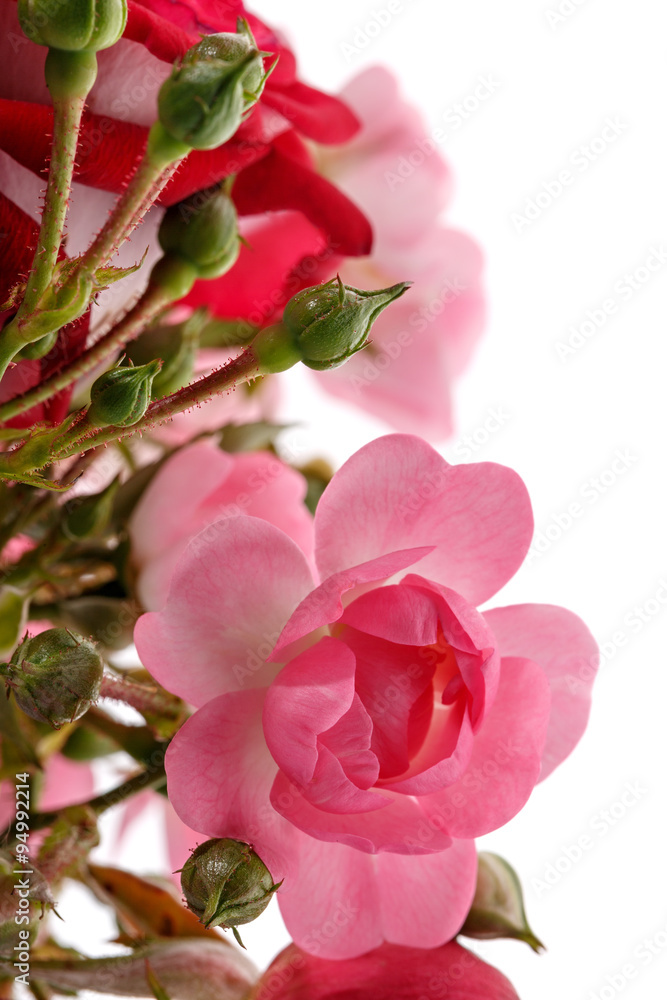 Beautiful garden flower isolated on white background Beautiful garden flower isolated on white background