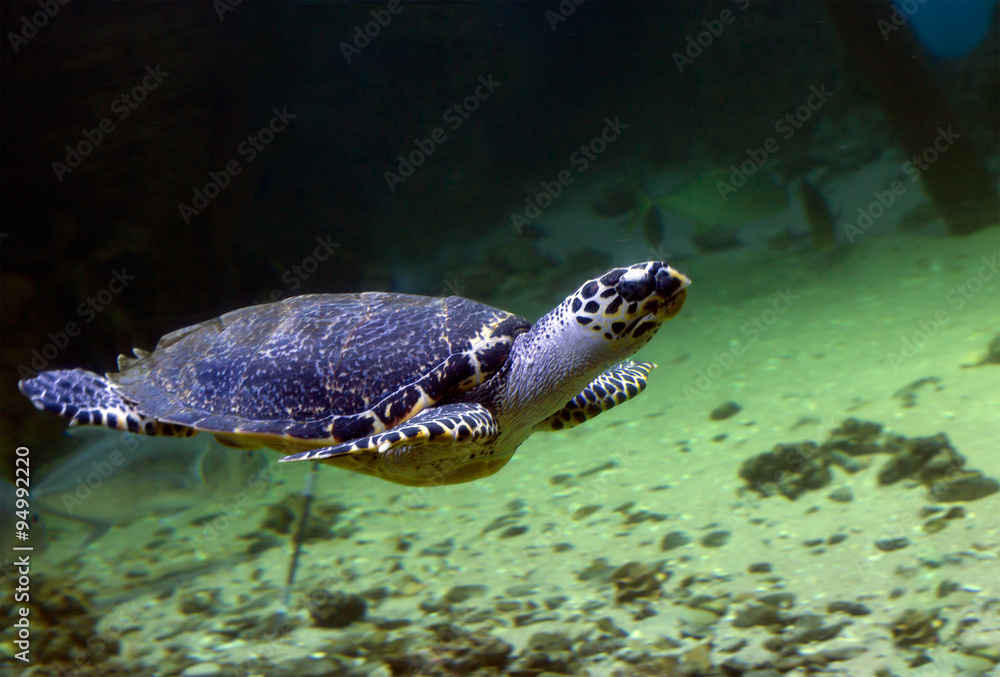 Obraz premium Морская черепаха