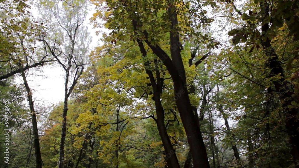 Autumn in the woods/yellow leaves on a tree in autumn season Autumn in the woods/yellow leaves on a tree in autumn season