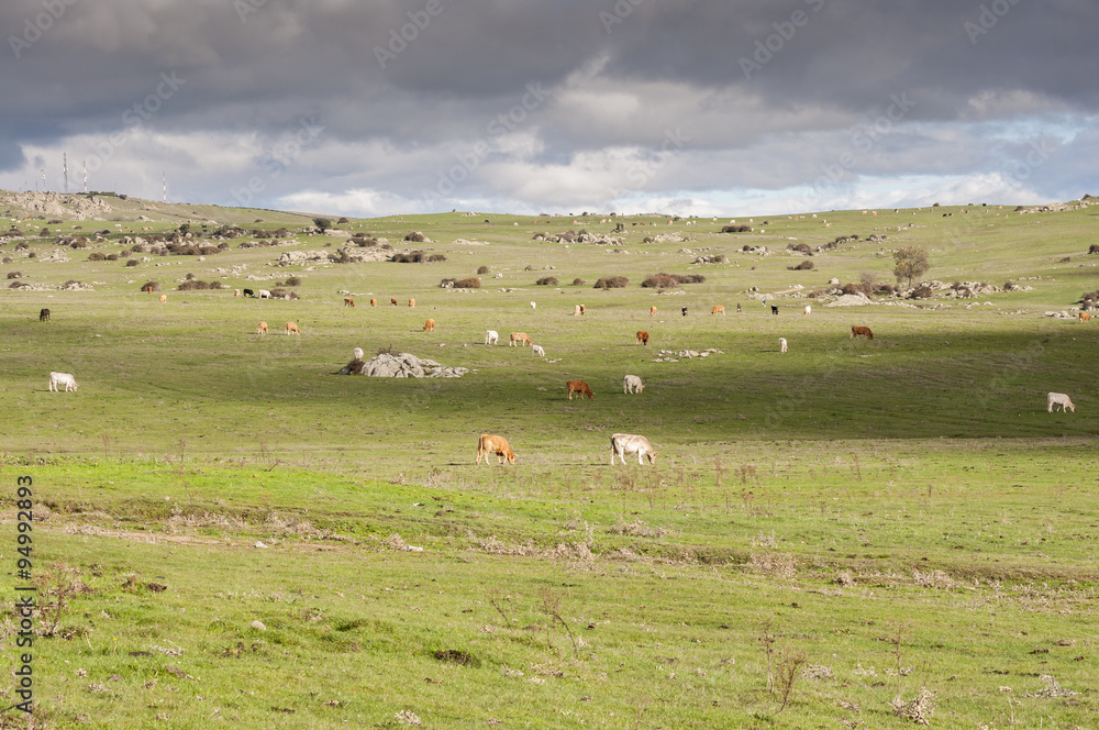 Cows grazing in Dehesa de Navalvillar, Colmenar Viejo, Madrid. Spain