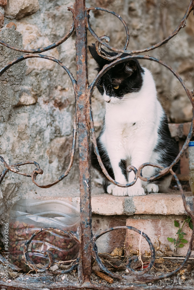 Mixed Breed Black and White Cat Outdoor Stock Photo Adobe Stock