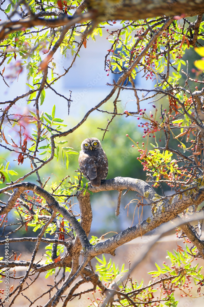 Fototapeta premium Owl on a tree in a spring morning
