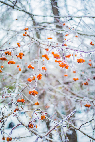 frozen winter branches with red berries in the ice 