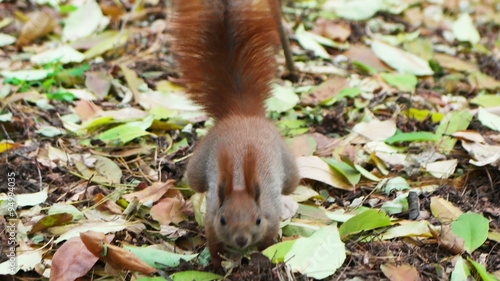 Little beautiful wild squirrel looking for nuts in autumn leaves, finds and takes to his home