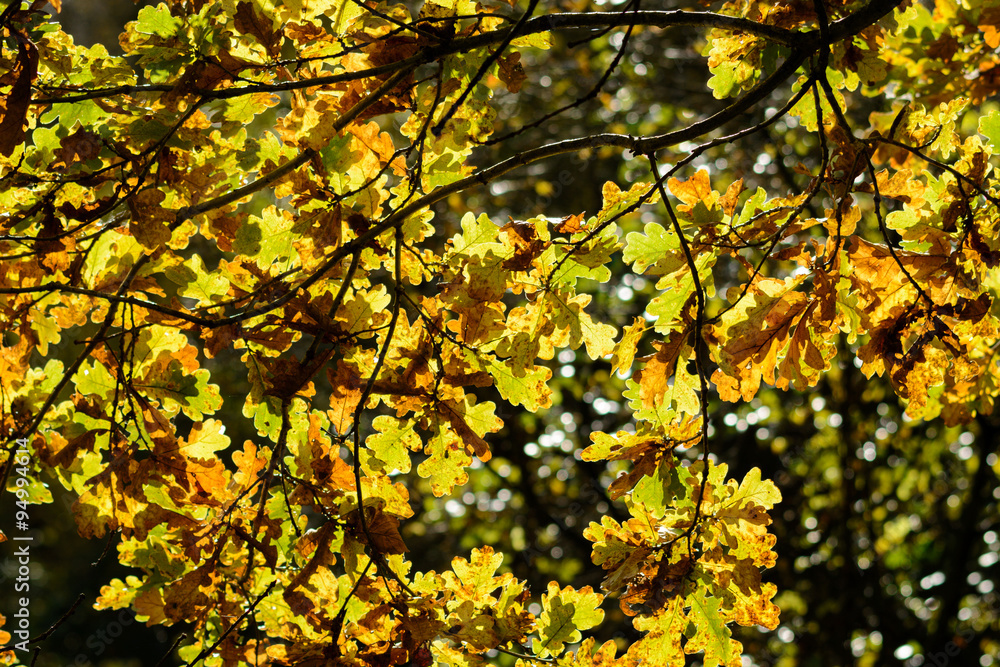 Autum Autum