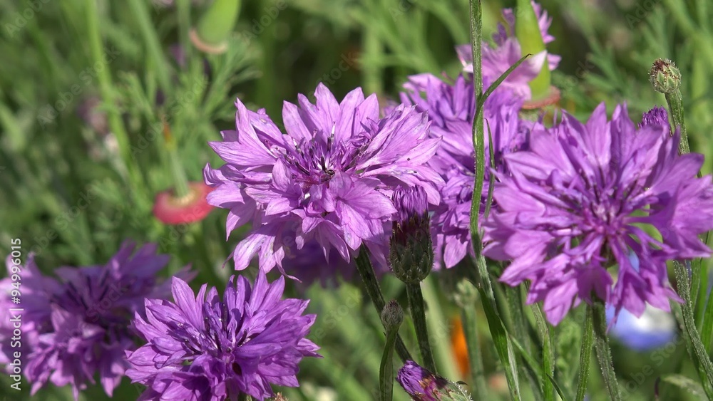 cornflower cornflower