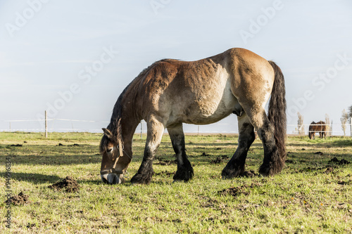 Heavy draft horse eating it s grass