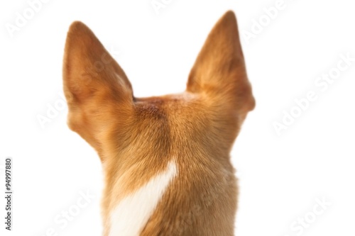 Fototapeta Naklejka Na Ścianę i Meble -  Cute dog with pointy ears