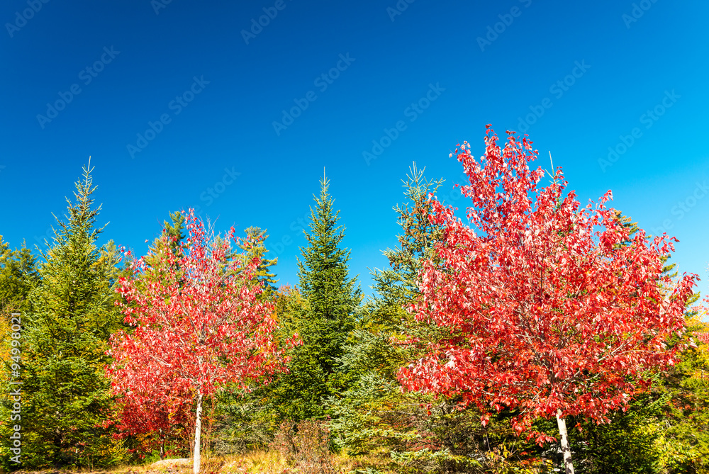 Stunning colors of Vermont foliage, New England