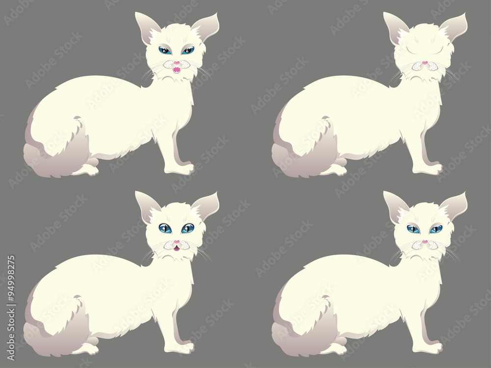 White Cat with Blue Eyes White Cat with Blue Eyes