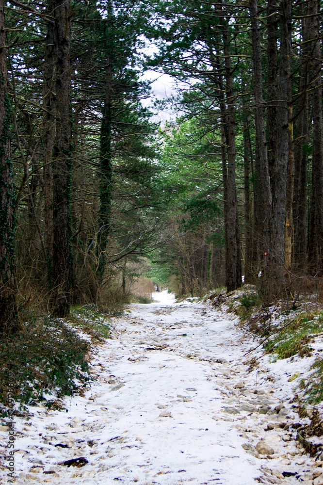 Winter on the Montenegrin coast: snow in the Orjen Nature Park. View of a snow-covered path in a coniferous forest. Hiking in the vicinity of Herceg Novi: the path from Borici to the Vratlo pass. Winter on the Montenegrin coast: snow in the Orjen Nature Park. View of a snow-covered path in a coniferous forest. Hiking in the vicinity of Herceg Novi: the path from Borici to the Vratlo pass.