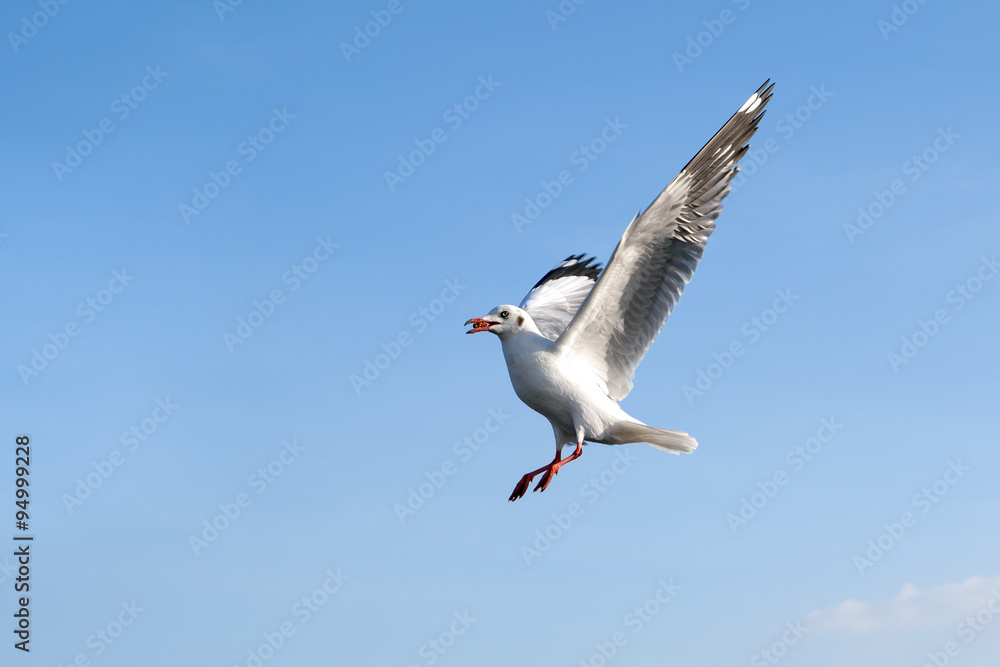 Single sea gull flying against background of blue sky and white Single sea gull flying against background of blue sky and white