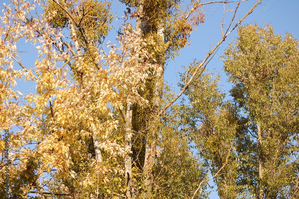 Fototapeta premium Mistletoe and blue sky background