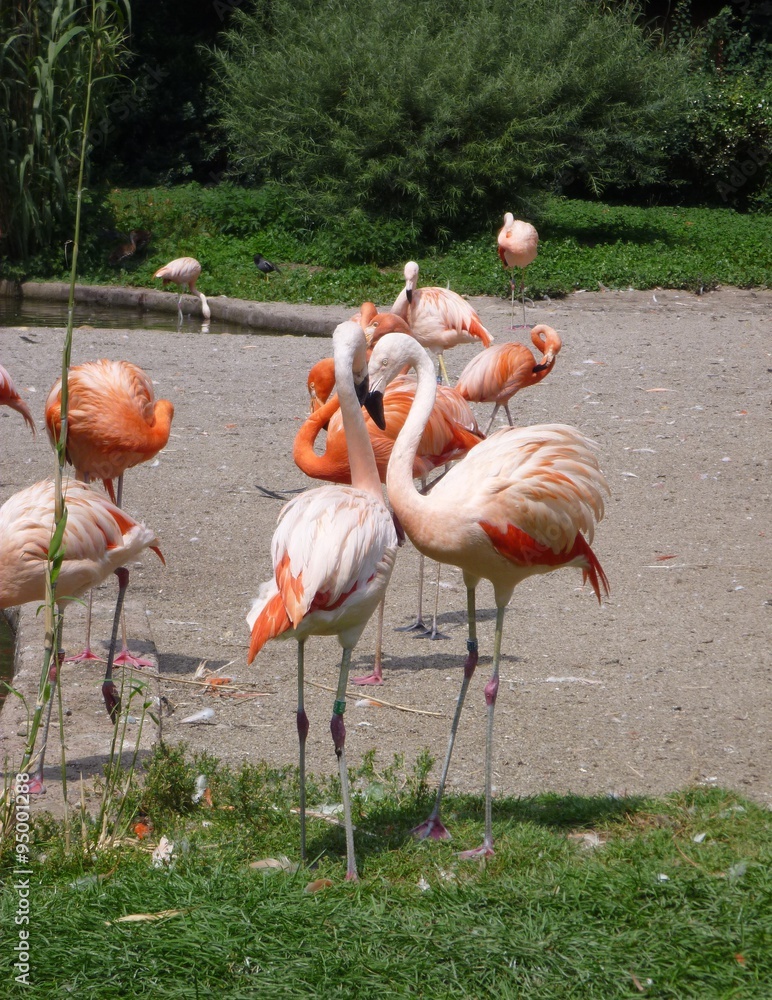 A group of flamingos in the ZOO A group of flamingos in the ZOO