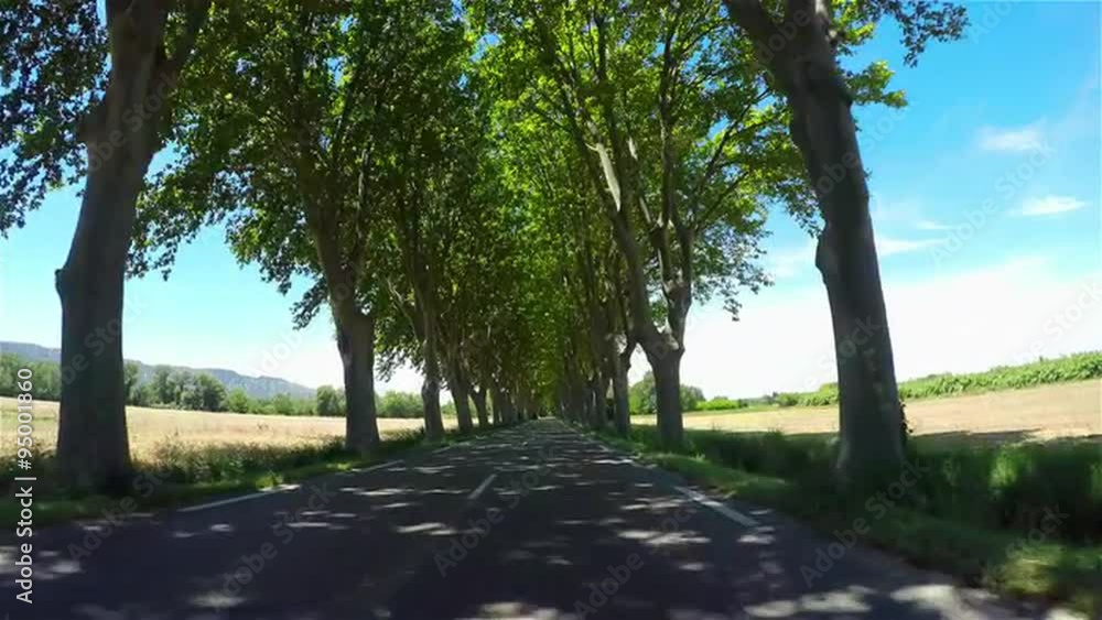FPV: Driving through beautiful tree avenue in sunny spring FPV: Driving through beautiful tree avenue in sunny spring