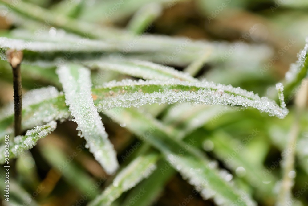 Frost on grass in a cold morning Frost on grass in a cold morning