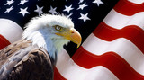 North American Bald Eagle on american flag