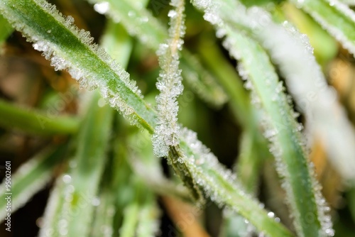 Frost on grass in a cold morning