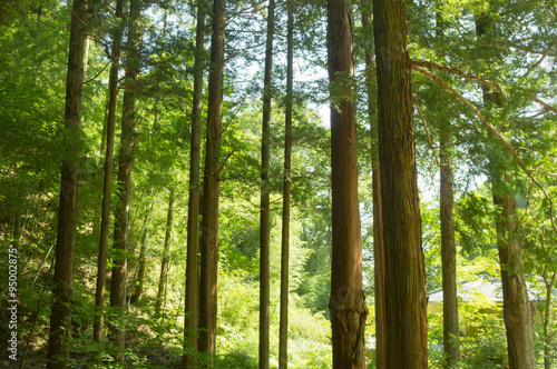 Forest of cedar trees in Japan 
