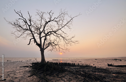 Silhouette of a tree at sunset, Kelanang beach, Malaysia photo